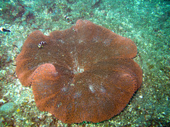 Stichodactyla gigantea