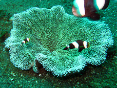 Stichodactyla haddoni