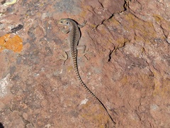 Liolaemus austromendocinus