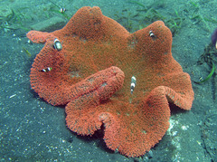 Stichodactyla haddoni