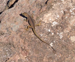 Liolaemus austromendocinus