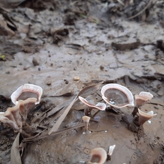 Microporus xanthopus