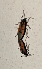 Lygaeus creticus