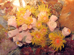 Tubastraea