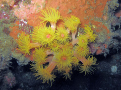 Tubastraea