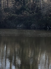 Mareca strepera