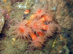 Tubastraea