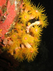 Tubastraea