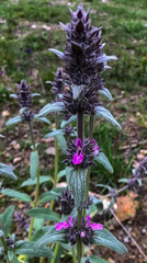Stachys cretica