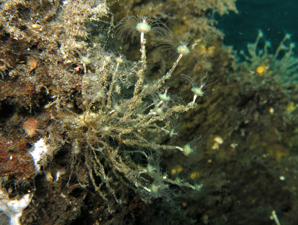 Ectopleura viridis (Ectopleura viridis)