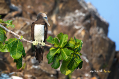Sula leucogaster brewsteri