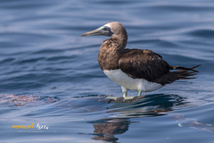 Sula leucogaster brewsteri