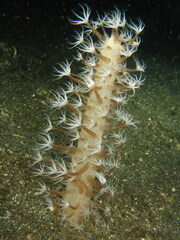 Veretillum