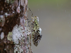 Phenax variegata