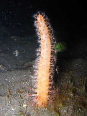 Veretillum