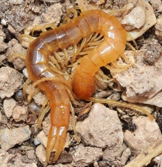 Plutonium zwierleini