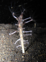Veretillum
