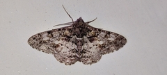 Cleora alienaria
