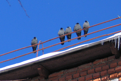 Corvus monedula
