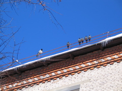 Corvus cornix