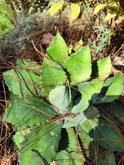 Agave maximiliana