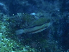 Canthigaster capistrata