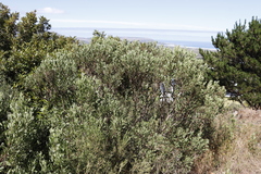Olea europaea cuspidata