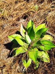 Agave maximiliana