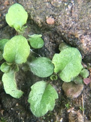 Mazus pumilus