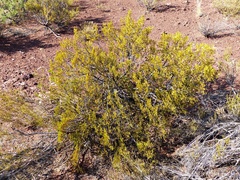 Larrea cuneifolia