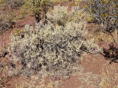 Atriplex lampa