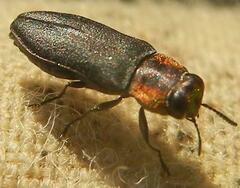 Anthaxia viridicornis