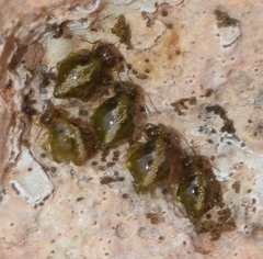 Allacma fusca