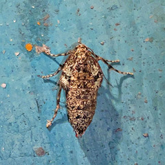 Operophtera brumata