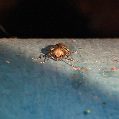 Operophtera brumata