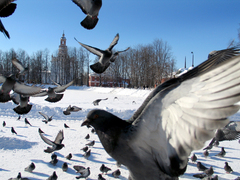 Columba livia domestica