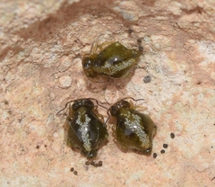 Allacma fusca