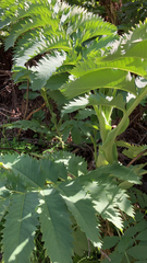 Melianthus major
