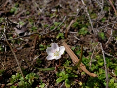 Claytonia virginica