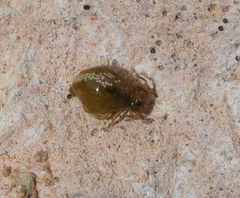 Allacma fusca