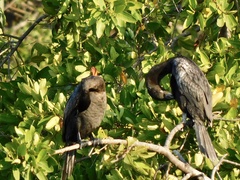 Nannopterum brasilianum