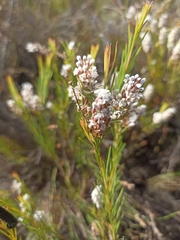 Spatalla racemosa