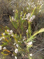 Spatalla racemosa