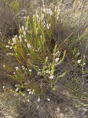 Spatalla racemosa