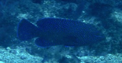 Cephalopholis taeniops