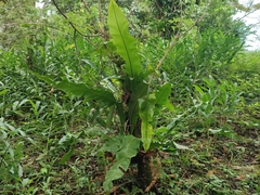 Niphidium crassifolium