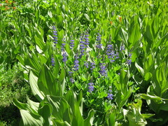 Lupinus burkei