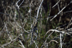 Aspidoscelis hyperythrus beldingi