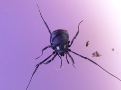 Nemastoma bimaculatum