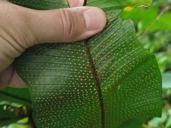 Niphidium crassifolium